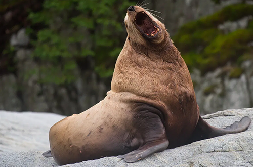 [Image: sealion.png]